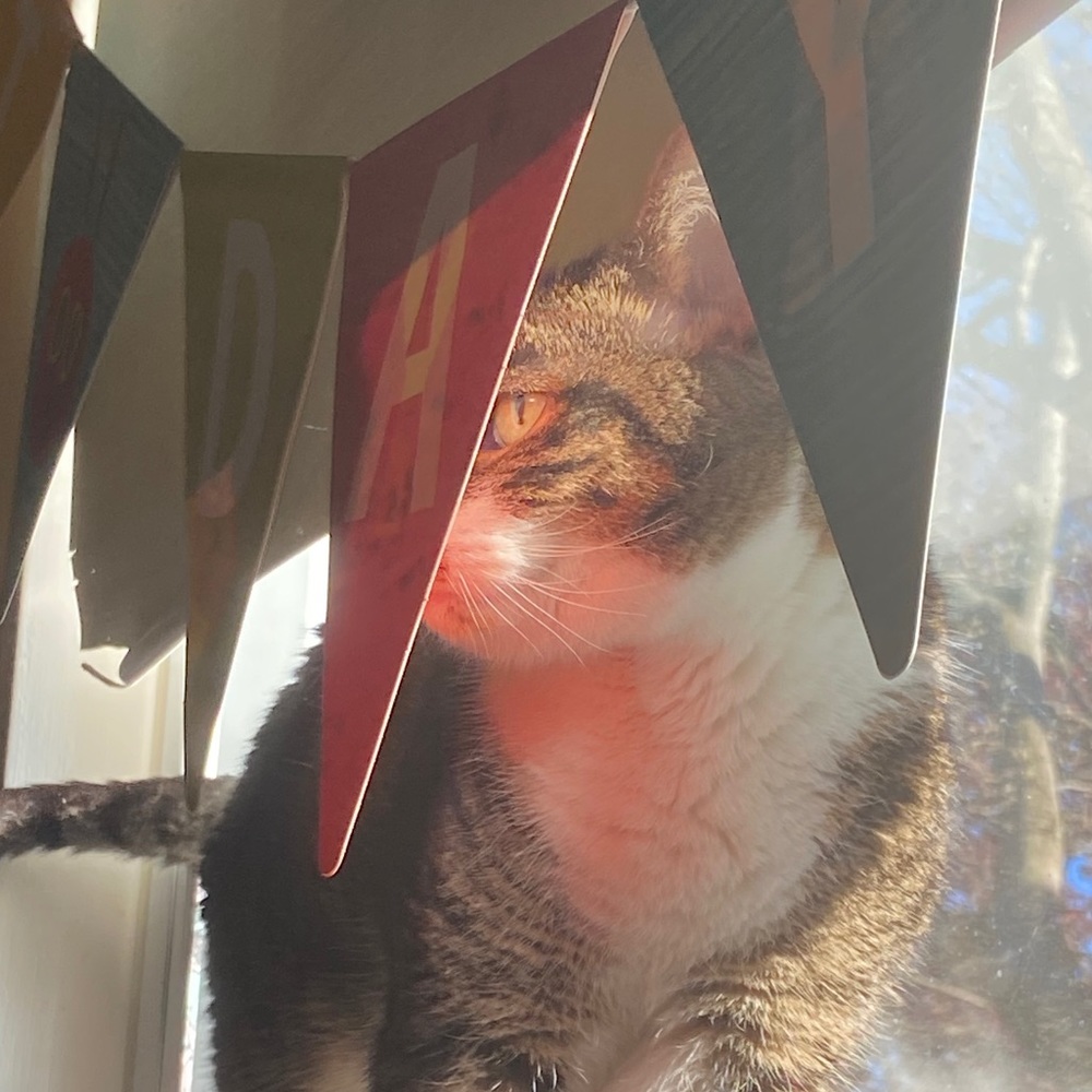 Meet your Posher, Kitty
